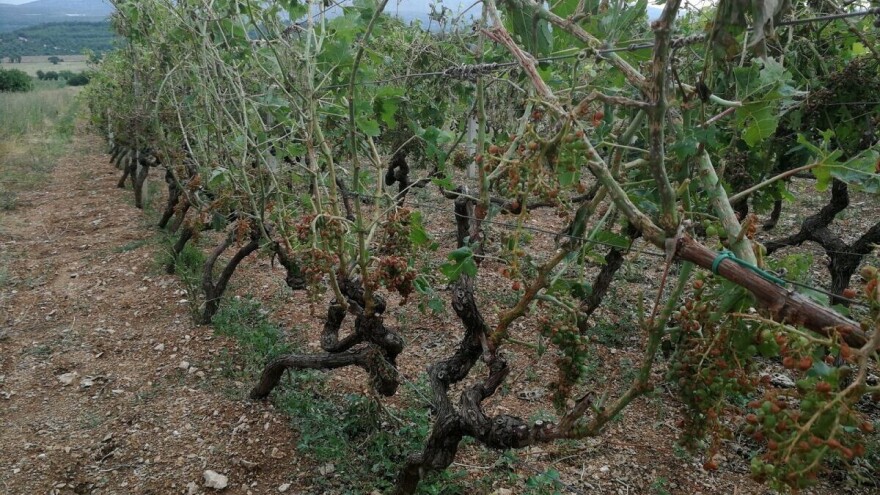 Štete od tuče veće od 22 milijuna kuna, urod će biti znatno manji i iduće godine