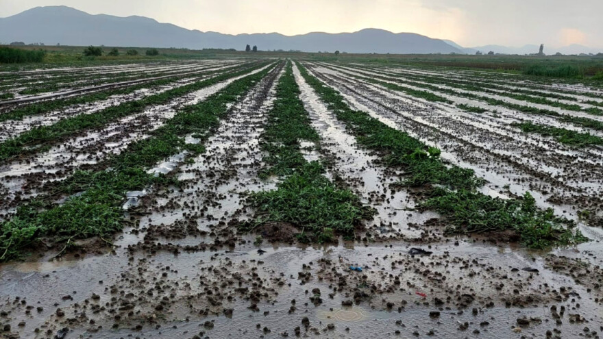 Nakon poplave tuča - uništeni nasadi jagoda, lubenica, dinja, breskve, nektarine