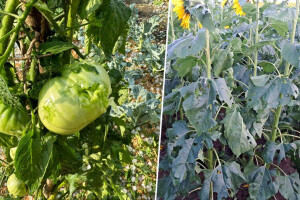 Tuča poharala kopneni dio Hrvatske - nastale su ogromne štete