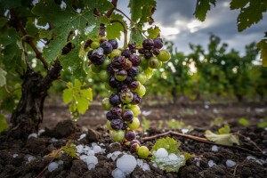 Tuča na području Moslavine oštetila vinovu lozu