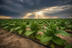 Tuča odnijela 1000 tona duhana