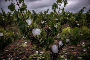 Tuča oštetitla vinograde i voćnjake