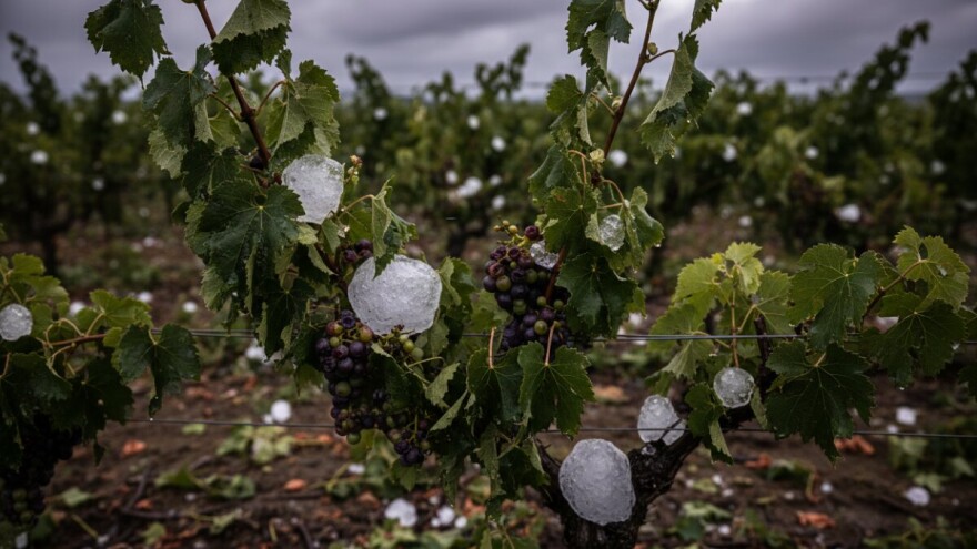 Tuča oštetitla vinograde i voćnjake