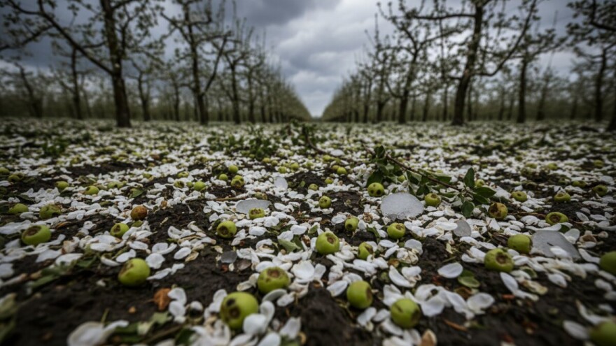 Tuča poharala voćnjake