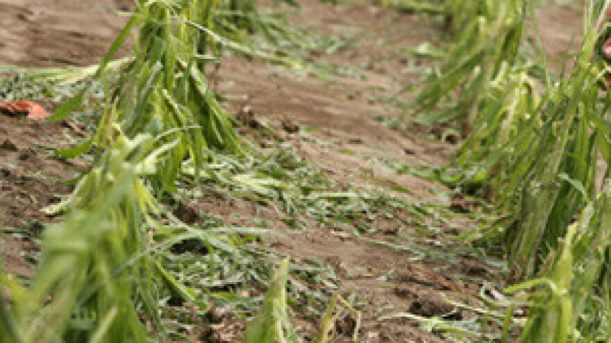 Tuča uništila vrtove i vinograde Slavonaca