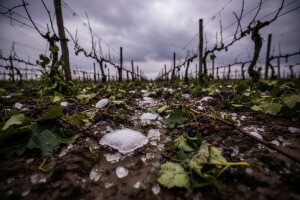 Tuča uništila vrtove i vinograde Slavonaca