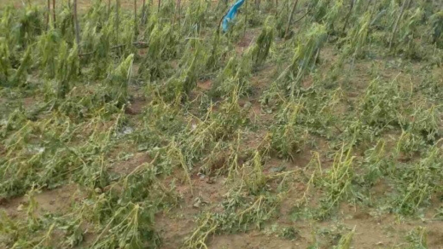 Nevrijeme uzelo danak, ništa od žitarica i povrća?