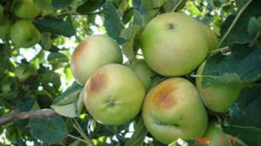 Zbog tuče proglašena elementarna nepogoda