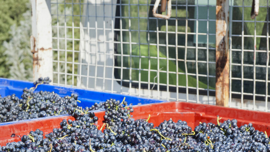 Potukli se trgovci, grožđe završilo na cesti