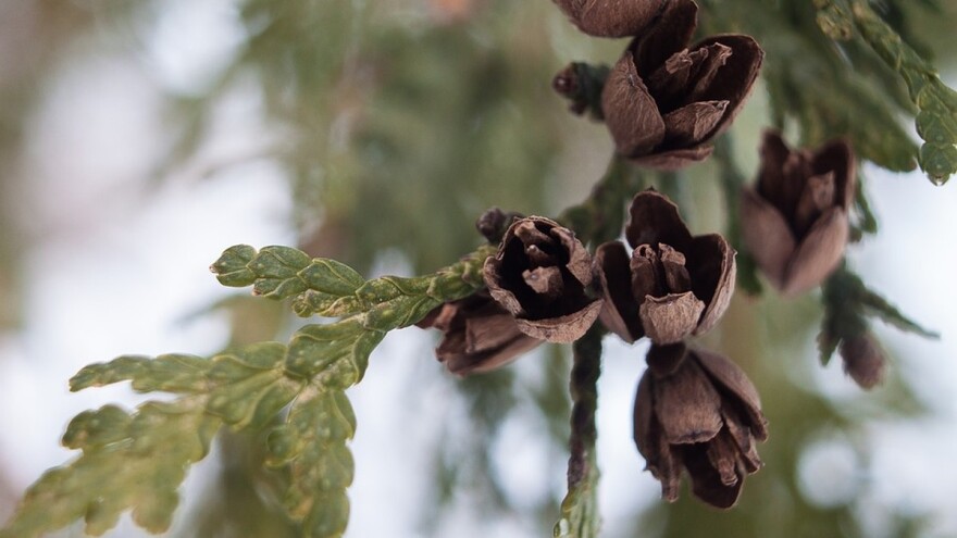 Tradicija u porodici Stevanović - rasadnik drveća