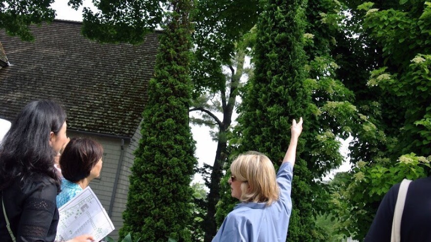 Tuje su lijepe, ali često obolijevaju!