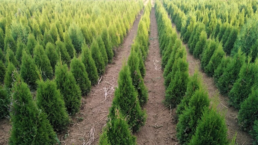 Proces od oživljavanja reznica četinara do kupca traje pet godina