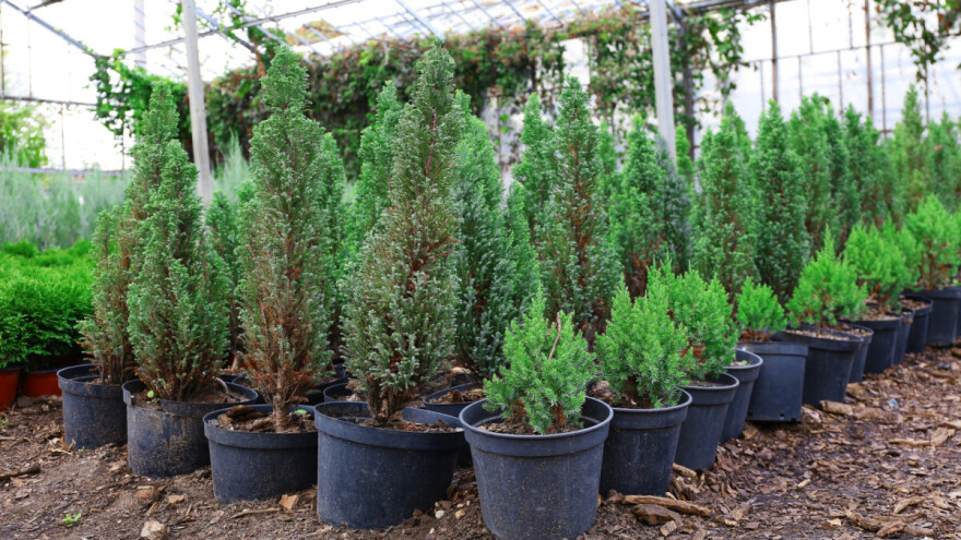 Kako negovati zimzelene biljke posle sadnje?