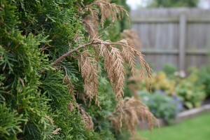 Tuje su lijepe, ali često obolijevaju!