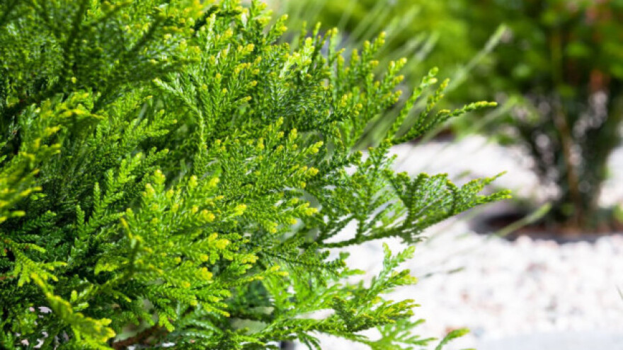 Japanska hiba - dekorativna vrsta slična tuji