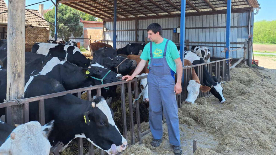 Stočari će pre dobiti subvenciju, nego pravu cenu sirovine?