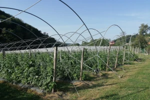 Tula medžik - aromatična malina koja trpi transport u svežem stanju
