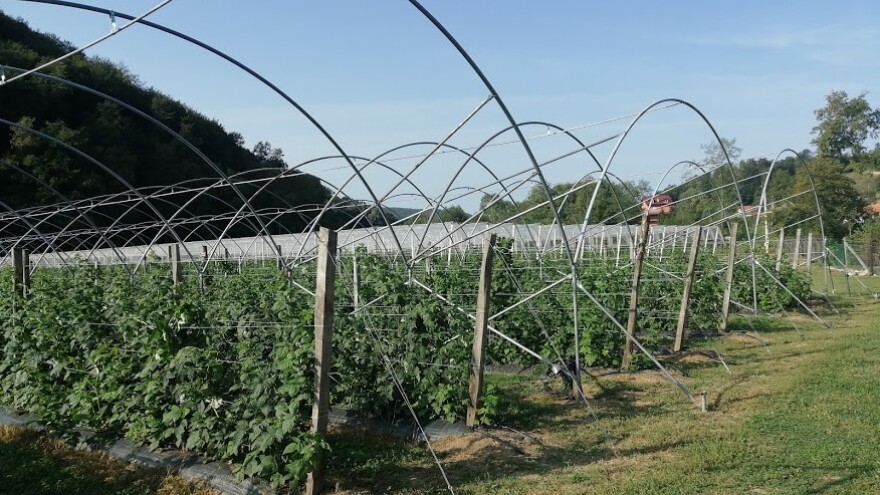 Tula medžik - aromatična malina koja trpi transport u svežem stanju