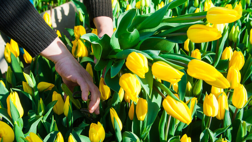 Vreme je za sadnju lukovica tulipana!
