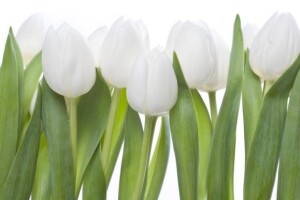 Tulipan (Tulipa)
