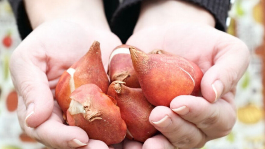 Jesenja sadnja lukovica cveća