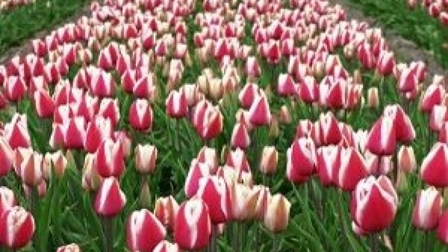 "Oplemenjivanje bilja, sjemenarstvo i rasadničarstvo"