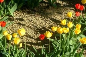 I tulipani u dalmatinskom kršu