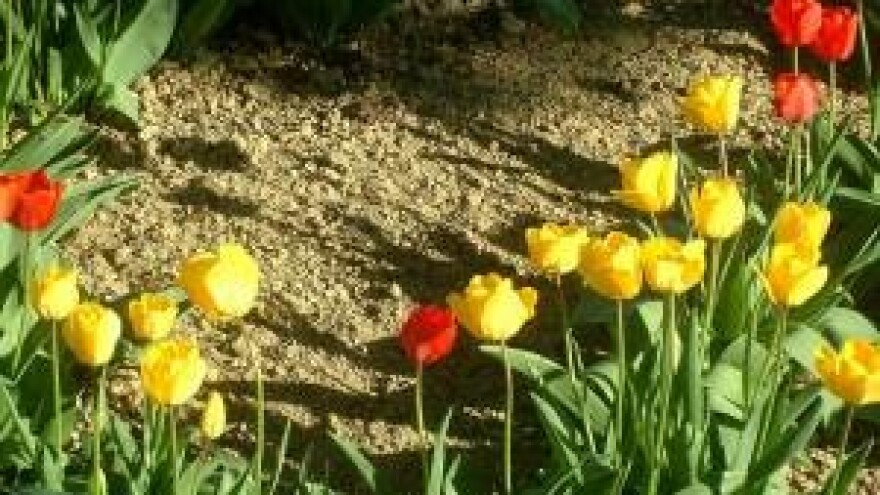 I tulipani u dalmatinskom kršu