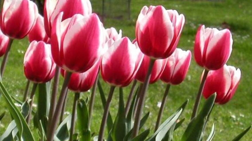 Sadnja gomolja i lukovica