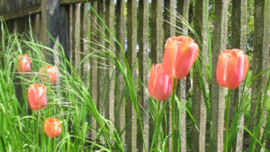 Gajić postao etnoselo