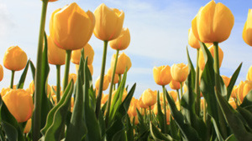 11. Festival cvijeća Zadarske županije