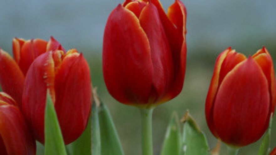 7. Izložba cvijeća Zagrebačke županije