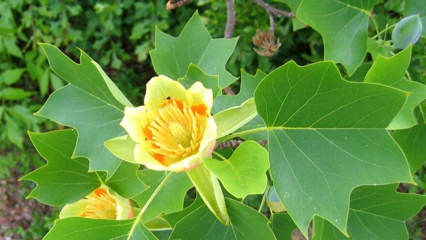 Znate li zašto Tulipanovac zovu i molekularnim fosilom?