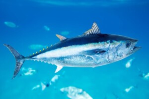 Tuna koju ne prati odgovarajući BCD dokument ne smije biti na tržištu