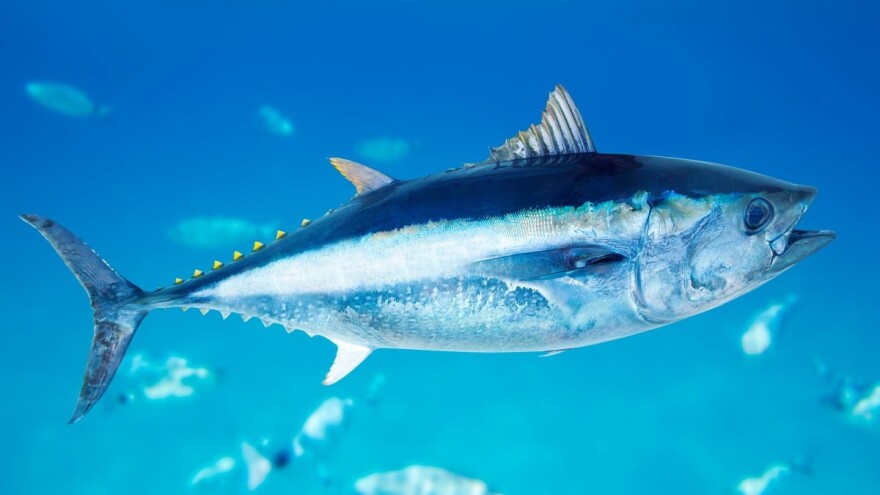 Tuna koju ne prati odgovarajući BCD dokument ne smije biti na tržištu