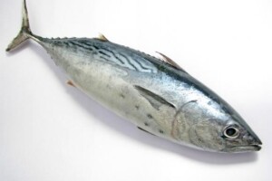 Godišnji izvoz tuna, inćuna i srdela od 160 milijuna dolara