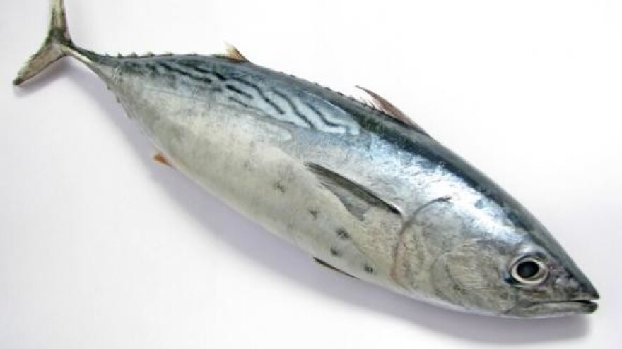 Godišnji izvoz tuna, inćuna i srdela od 160 milijuna dolara