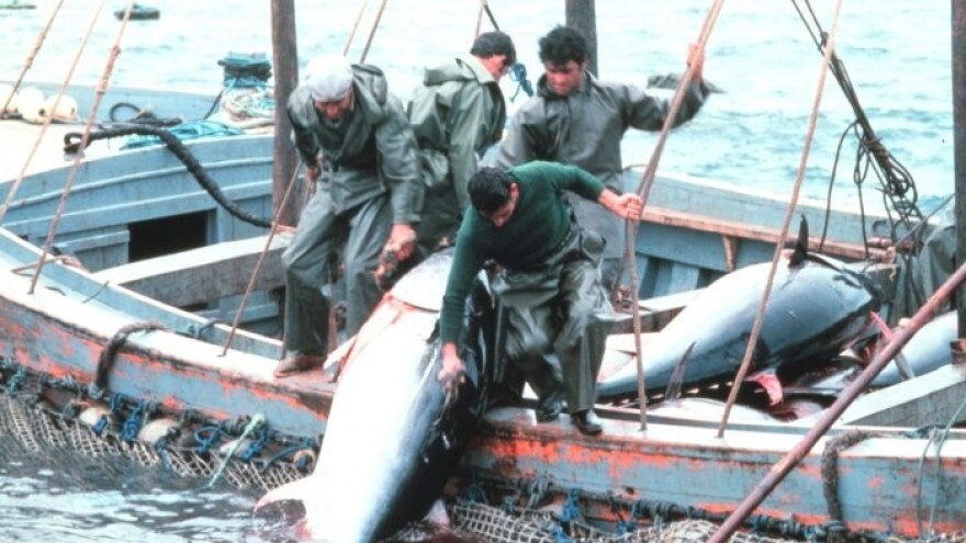 Ove godine ćemo loviti više tune