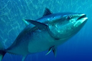 Gotovini koncesija za uzgoj tuna na idućih 20 godina