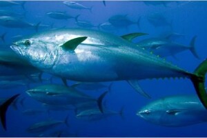 Hrvatski tunolovci smiju uloviti još 550 tona tuna