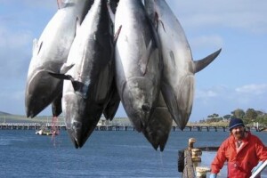 Za uzgoj ulovljeno oko 625 tona tuna