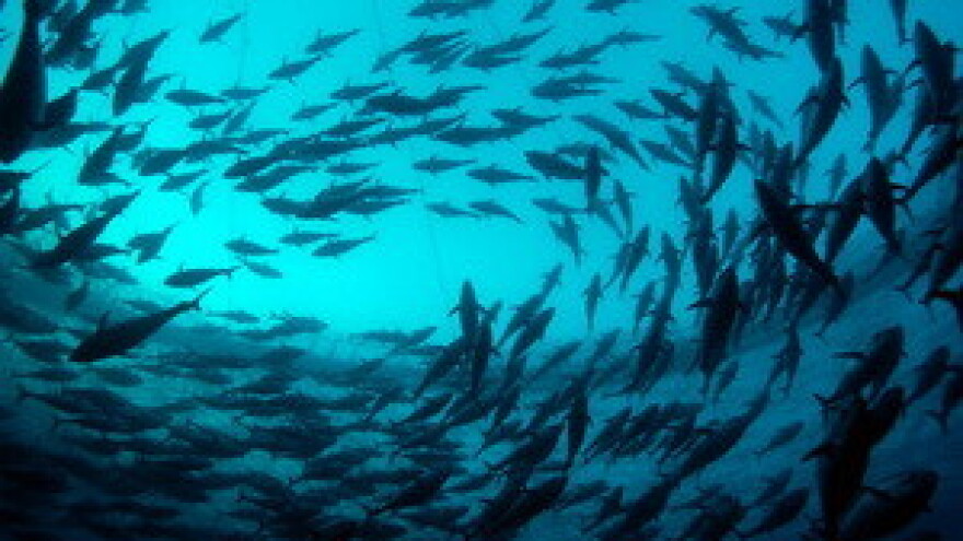 Ugrožen opstanak plavoperajne tune