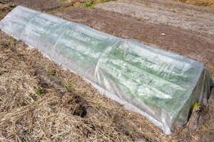 Protiv mraza u vrtu vodom, malčem, plastičnim tunelom ili agrotekstilom
