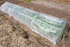 Protiv mraza u vrtu vodom, malčem, plastičnim tunelom ili agrotekstilom