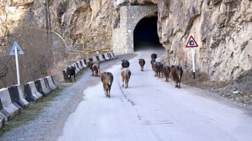 Stado krava luta tunelom - vlasniku ni traga!