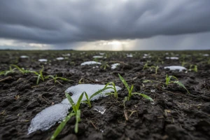 Turbulentni pupoljci svibanjski