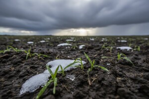 Turbulentni pupoljci svibanjski