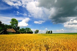 Baranja - majka vina i tradicije
