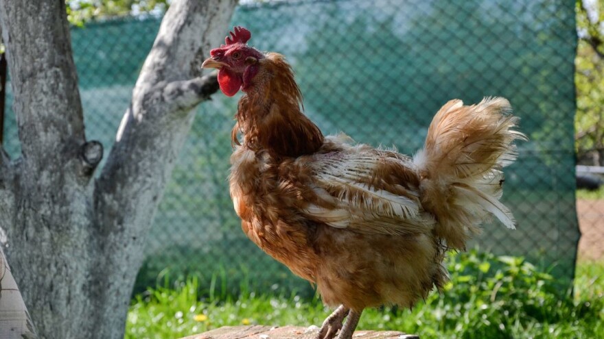 Imate OPG i bavite se seoskim turizmom? Ministarstvo turizma dodjeljuje bespovratna sredstva