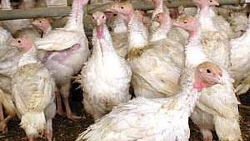 Pojava ptičje gripe na njemačkoj farmi purana